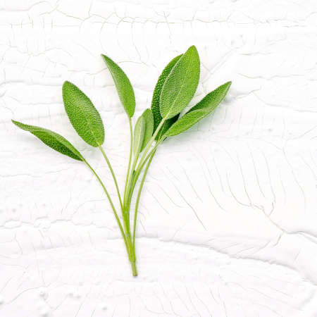 Closeup branch fresh sage leaves  on white wooden background . Alternative medicine fresh salvia officinalis with flat lay.の写真素材