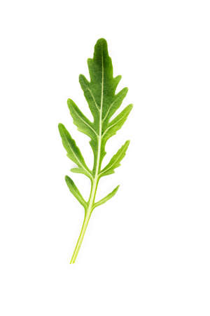 Arugula leaves isolated on white background. Closeup fresh wild rocket leaves on white background top view.の写真素材