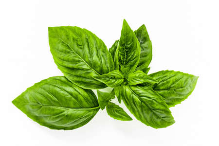 Fresh sweet basil leaves isolated on white background. Isolated of italian basil leaf .の写真素材
