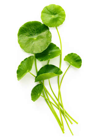 Centella asiatica leaves isolated on white background.