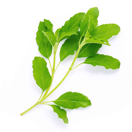 Blanch of fresh holy basil leaves isolate on white background .の写真素材