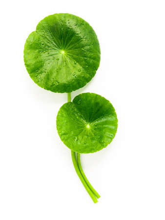 Centella asiatica leaves isolated on white background.の写真素材
