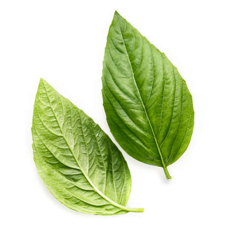 Fresh sweet basil leaves isolated on white background. Isolated of italian basil leaf .の写真素材