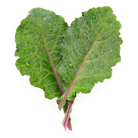 Flat lay fresh kale leaves in heart shape isolated on white background. Top view love healthy organic food.の写真素材