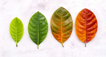 Different age of leaves and colour set up on white concrete background. Ageing and seasonal concept colorful leaves with flat lay and copy space.の写真素材