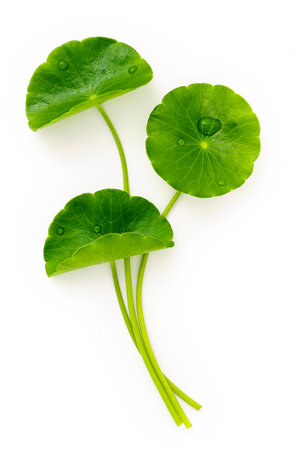 Close up centella asiatica leaves with rain drop isolated on white background top view.の写真素材