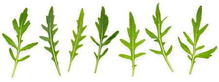 Arugula leaves isolated on white background. Closeup fresh wild rocket leaves on white background top view.の写真素材