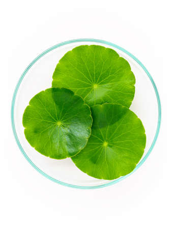 Close up centella asiatica leaves with rain drop in petri dish isolated on white background top view.の写真素材
