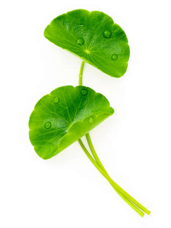 Close up centella asiatica leaves with rain drop isolated on white background top view.の写真素材