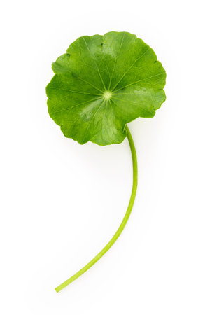 Close up centella asiatica leaves with rain drop isolated on white background top view.の写真素材
