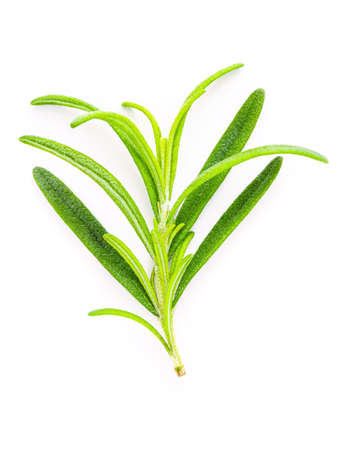 Close up  branch of fresh rosemary isolated on white background top view.の写真素材