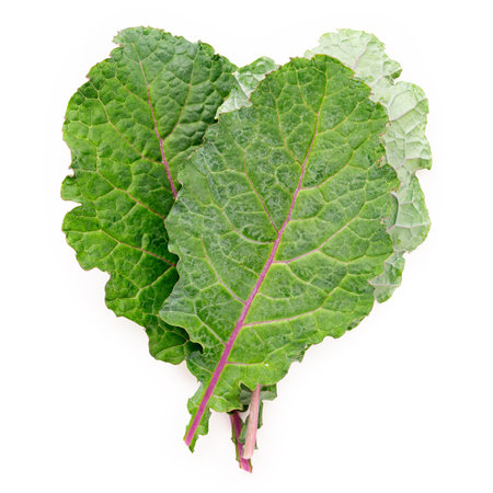 Flat lay fresh kale leaves in heart shape isolated on white background. Top view love healthy organic food.の写真素材