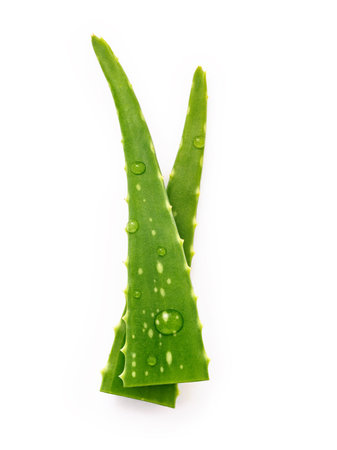 Close up aloe vera with water drops isolated on white background.の写真素材