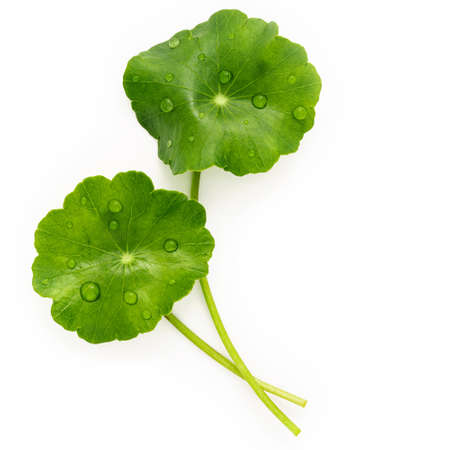 Close up centella asiatica leaves with rain drop isolated on white background top view.の写真素材