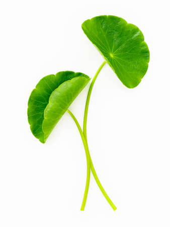 Close up centella asiatica leaves with rain drop isolated on white background top view.の写真素材