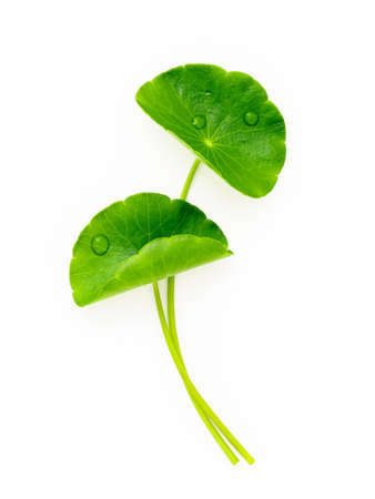 Close up centella asiatica leaves with rain drop isolated on white background top view.の写真素材