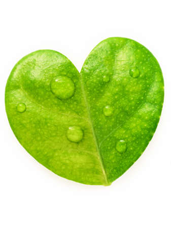 Close up lemon leaves heart shape isolated on white background.の写真素材