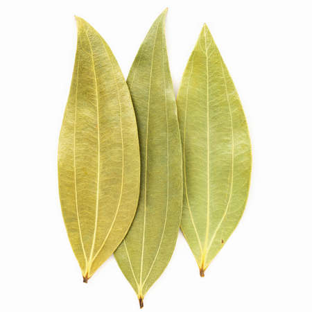 Close up bay leaves isolated on white background with top view and copy space .の写真素材