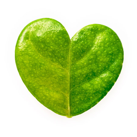Close up lemon leaves heart shape isolated on white background.の写真素材