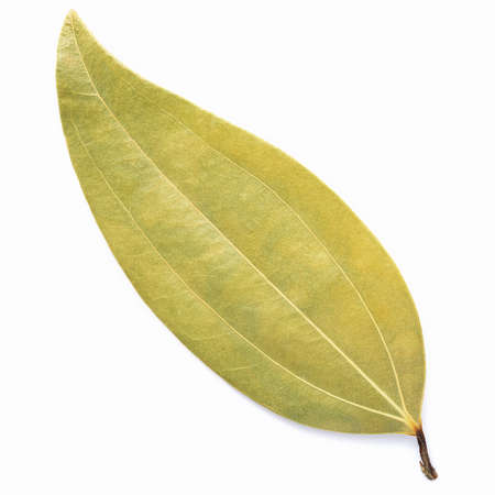 Close up bay leaves isolated on white background with top view and copy space .の写真素材
