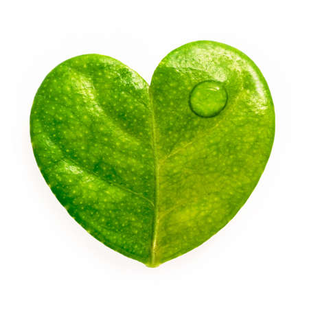 Close up lemon leaves heart shape isolated on white background.の写真素材