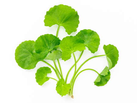Close up centella asiatica leaves with rain drop isolated on white background top view.の写真素材