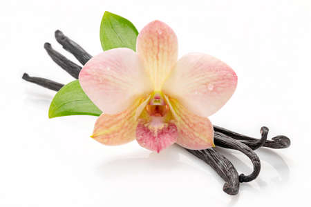 Dried vanilla sticks and orchid flower isolated on white background.の写真素材