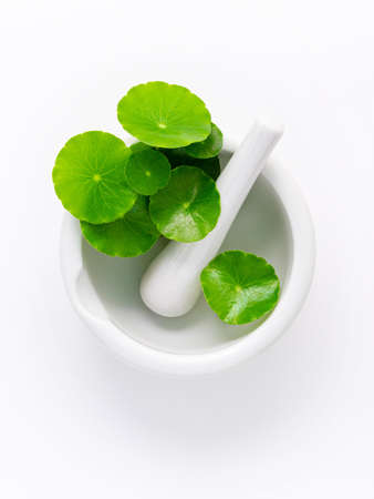 Close up centella asiatica leaves with white mortar isolated on white background top view.の写真素材