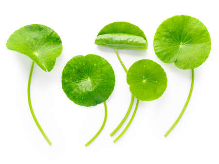Close up centella asiatica leaves with rain drop isolated on white background top view.の写真素材