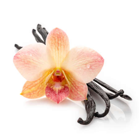Dried vanilla sticks and orchid flower isolated on white background.の写真素材