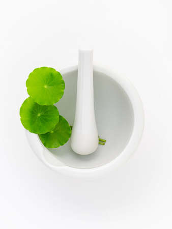 Close up centella asiatica leaves with white mortar isolated on white background top view.の写真素材