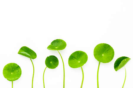 Close up centella asiatica leaves isolated on white background top view.の写真素材
