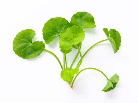 Close up centella asiatica leaves isolated on white background top view.の写真素材