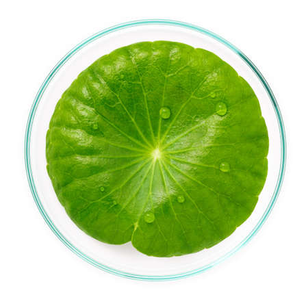 Close up centella asiatica leaves with rain drop in petri dish isolated on white background top view.の写真素材