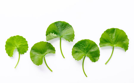 Close up centella asiatica leaves isolated on white background top view.の写真素材