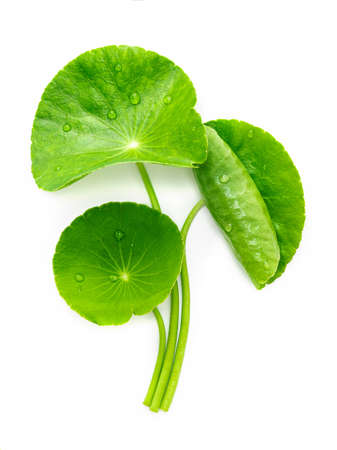 Close up centella asiatica leaves with rain drop isolated on white background top view.の写真素材