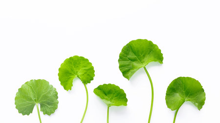 Close up centella asiatica leaves isolated on white background top view.の写真素材