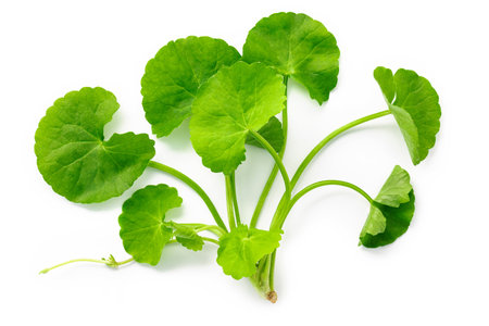 Close up centella asiatica leaves with rain drop isolated on white background top view.の写真素材
