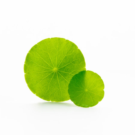 Close up centella asiatica leaves isolated on white background.の写真素材