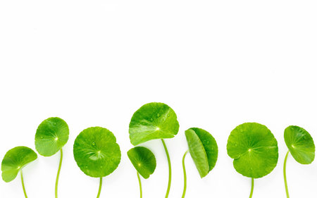 Close up centella asiatica leaves with rain drop isolated on white background top view.の写真素材