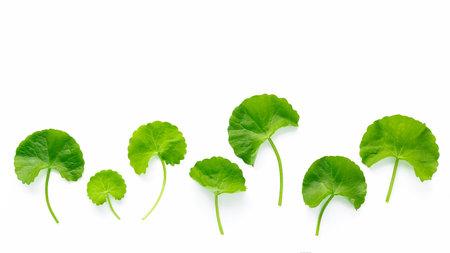 Close up centella asiatica leaves isolated on white background top view.の写真素材