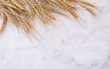 Wheat ears and wheat grains set up on white stone background.の写真素材