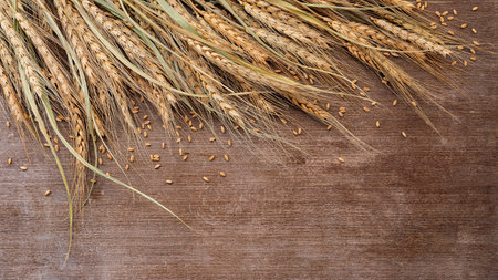 Wheat ears and wheat grains set up on shabby wooden background.の写真素材