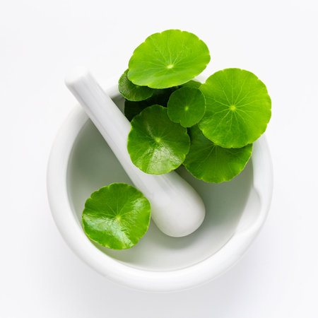 Close up centella asiatica leaves with white mortar isolated on white background top view.の写真素材