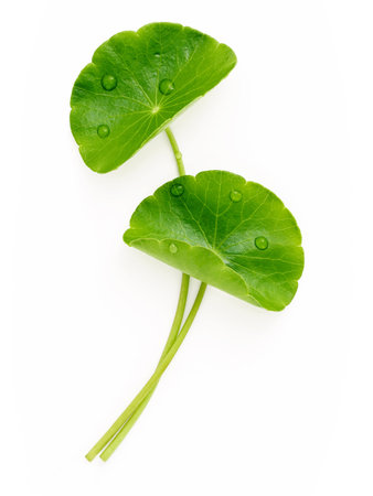Close up centella asiatica leaves with rain drop isolated on white background top view.の写真素材