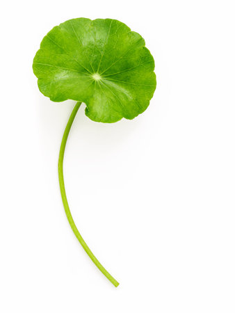 Close up centella asiatica leaves with rain drop isolated on white background top view.の写真素材