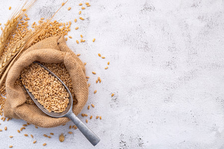 Wheat ears and wheat grains set up on white stone background.の写真素材