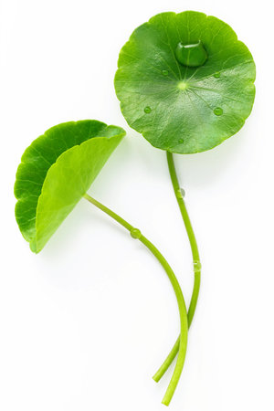 Close up centella asiatica leaves with rain drop isolated on white background top view.の写真素材