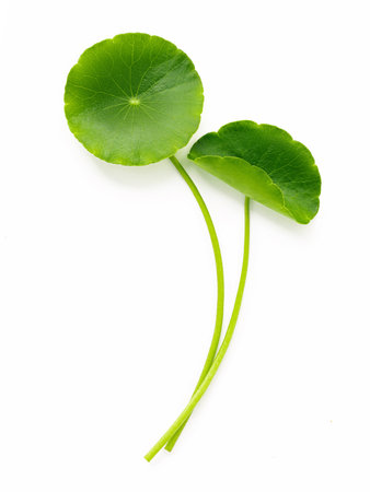 Centella asiatica leaves isolated on white background.の写真素材