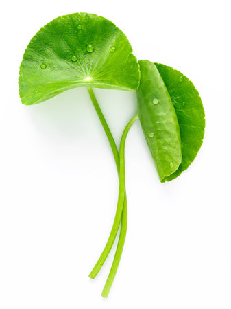 Close up centella asiatica leaves with rain drop isolated on white background top view.の写真素材